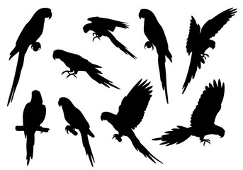 Detailed Silhouette Parrot Illustration, a Set of Tropical Bird Wildlife