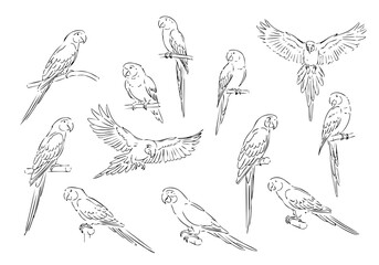 Detailed Outline Handdrawn Parrot in Various Poses Bird Line Art Set