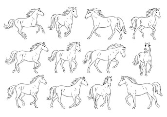 Line Art Graceful Horse Illustration in Various Poses Animal Wildlife
