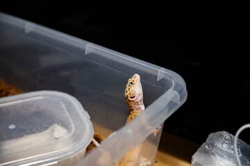Leopard Gecko's Gaze, Curiosity in the Reptile is Eyes