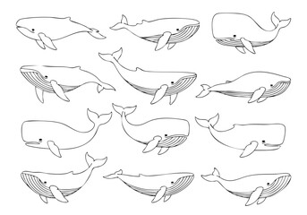 Line Drawing Variety Whale Mammal Aquatic Animal Illustration Pattern