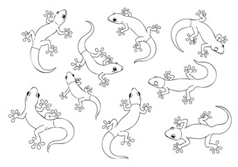 Simple Outline Collection Lizard Reptile Graphic Animals Illustration Drawing