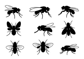 Silhouette Collection of Detailed Housefly Flying and Standing Insect Icon