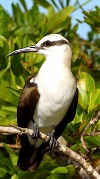 A beautiful White-Tailed Tropicbird perched on a tropical tree branch looking directly at the camera during daylight in nature.
