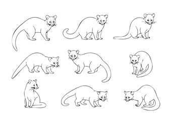 Sketch Collection of Binturong Mammal Animal Various Poses Style Illustration