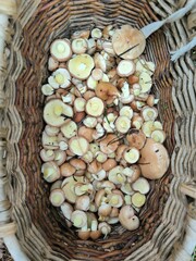 mushrooms in a basket