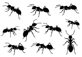 Silhouette Detailed Ant Insect Colony Isolated Bug Creature Illustration