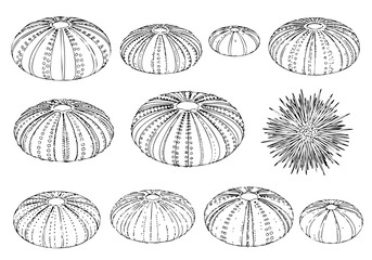 Handdrawn Outline Collection of Various Sea Urchin Shell Shape Illustration