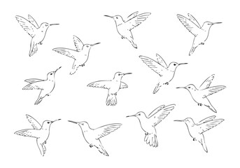 Outline Handdrawn Hummingbird Flying Position Illustration Line Art