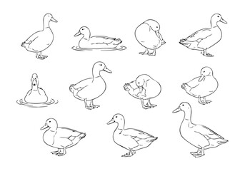 Line Art Collection of Adorable Duckling Posing in Various Action Illustration