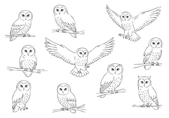 Handdrawn Detailed Owl Bird Sketch Illustration Set