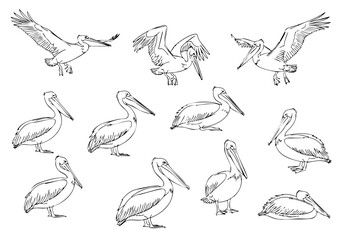 Detailed Handdrawn Pelican Sketch Line Art Flying and Standing Poses Wildlife