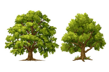 Obraz premium Two vector cartoon illustrations of two oak trees with green leaves on a white background, png, transparent