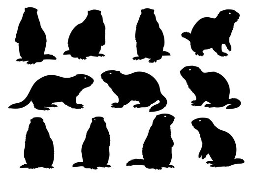 Silhouette Detailed Marmot Shape Illustration Mammal Various Poses Wild Animal Clipart