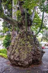View of silk floss tree in Municipal Garden after rain in Funchal, Madeira, Portugal