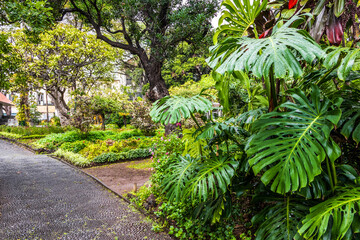 View of Municipal Garden after rain in Funchal, Madeira, Portugal