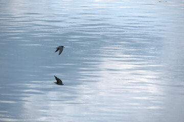 birds on the water