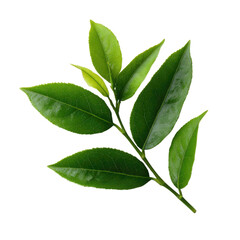 Fototapeta premium herbal tea leaves png, isolated on white background