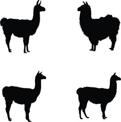 Fototapeta premium Llama silhouette, farm animal vector, outline illustration, alpaca icon, black and white design 