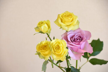 黄色と紫のばら