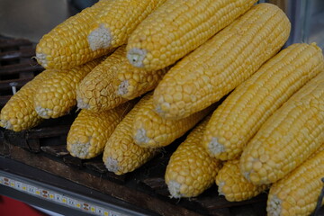 Corn cobs ready to be boiled or roasted