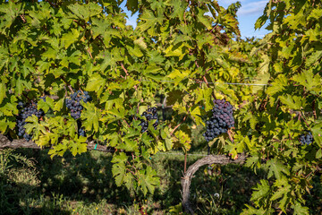 Italy, Marche, Loretello, Grape Harvest, Vintage, View of vineyard