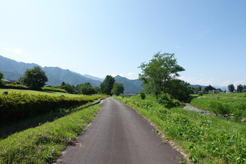 青い空と緑の木々がある日本の田舎の道
