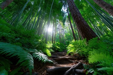 Fototapeta premium Sunlight filters through trees in a lush forest with vibrant ferns and visible tree roots