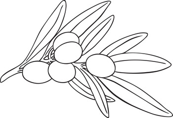 Graphic drawing olive branch vector. Hand painted floral illustration element olives fruit tree branches leaves isolated background. Drawings food. Edible foliage. For fabric, wrapping paper decor