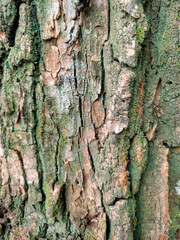 Texture of Tree Bark Featuring a Rough Trunk Surface with Green Moss and Lichen. Organic Wood Aesthetic with Earthy Tones of Grey, Brown, and Green for Nature-Inspired Backgrounds