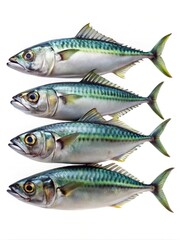 Four Atlantic Mackerel Fish Neatly Stacked on Top of Each Other Against White
