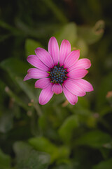 Obraz premium Fleur de couleur rose sur fond vert contrasté 