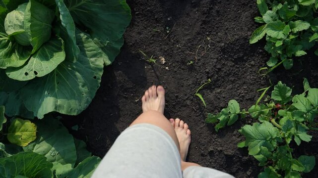 A top-down first-person shot of bare feet walking through a farmer's garden through a cabbage patch with a domestic cat