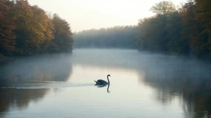 Fototapeta premium Tranquil swan on a misty river in autumnal forest.