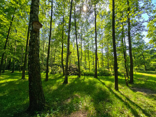 Peaceful Forest Landscape with Lush Greenery and Natural Light