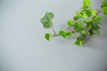 Fresh ivy branch with leaves on gray background