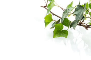 Decorative ivy with branch and leaves on white background