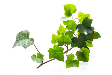 Green ivy with natural leaves on white background