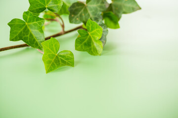 Isolated ivy branch on bright green background