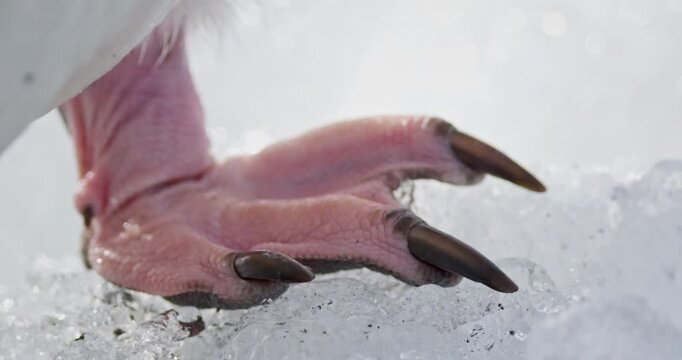 Detailed view of a penguin&rsquo;s pink foot with black claws gripping the ice, highlighting texture and adaptation.