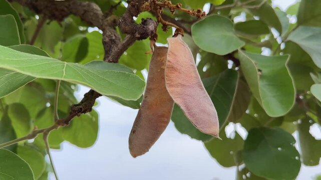static shot of a palash fruit (Butea monosperma) a flat, oblong pod with a slightly curved shape and surface of the fruit and covered in fine hairs