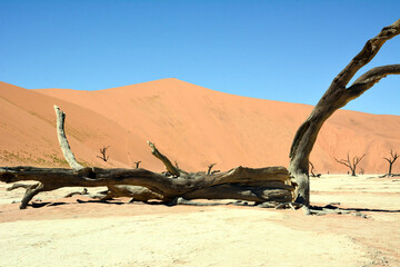 Near the desert in the foreground under the dark sky lies a large dry tree in the foreground. Drought and global warming