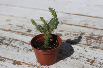 Opuntia fragilis Fraser Valley BC Canada kwiat żółty