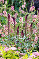 Obraz premium Liatris spicata flowers blooming neatly in the early summer garden.