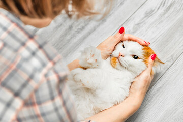 woman holding a cat in her arms. woman petting her favorite cat. man petting cat. cat baby