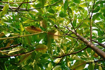 Sunlight Shining Through Mangrove Leaves from Below in Tropical Wetland