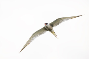 Common Tern (Sterna hirundo hirundo) in breeding plumage flying against white sky, Netherlands.