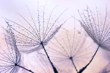 Mniszek lekarski w kroplach wody, tapeta, dekoracja.  © mycatherina