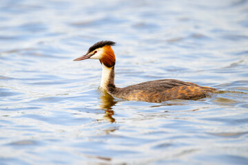 Great Crested Grebe (Podiceps cristatus) swimming in water, Netherlands.
