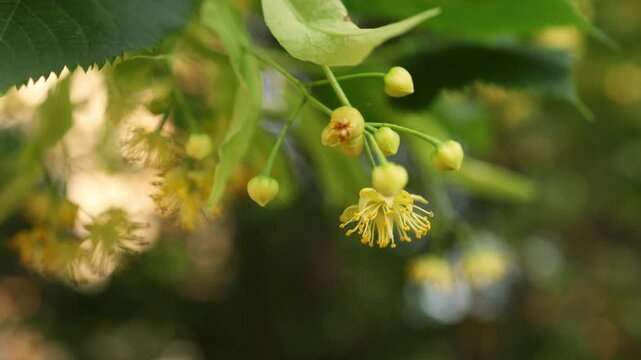 Linden tree flowers clusters tilia cordata, europea, small-leaved lime, littleleaf linden bloom.